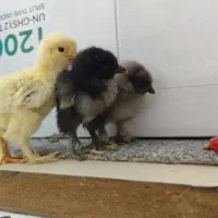 جوجه برهما فوق سنگین|حیوانات مزرعه|تهران, دروازه شمیران|دیوار