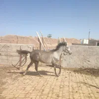 فروشی