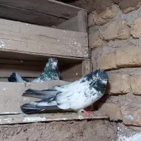 یک جفت کلدم سبز کاکل با یه سرخ
