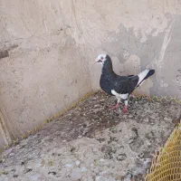 کفتر یا کبوتر
