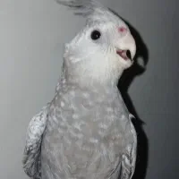 عروس هلندی3 ماه|پرنده|پاکدشت, پاکدشت (مامازند)|دیوار