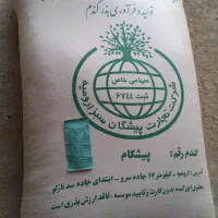 فروش گندم بذری