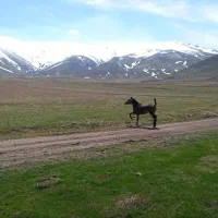 کُره مادیان اصیل کُرد بیست و دو ماهه بدون بداخلاقی