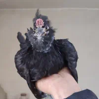 گلین پنگوئنی فول کیفت