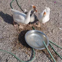 غاز نر و ماده تخم گذار همراه بچه غاز