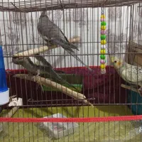 عروس هلندی|پرنده|میانه, |دیوار