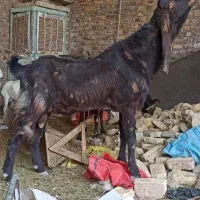 نر،بز،پلنگی|حیوانات مزرعه|زابل, |دیوار