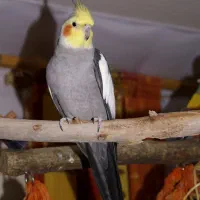 عروس هلندی نر