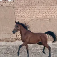 فروشی|اسب و تجهیزات اسب‌سواری|اصفهان, امامزاده اسماعیل|دیوار