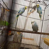 عروس و مرغ عشق