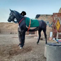 اسب چهار ساله نر|اسب و تجهیزات اسب‌سواری|مرند, |دیوار