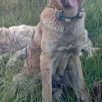 سگ ماده سرابی