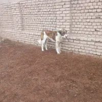 سگ گله ای|سگ|خوشاب, |دیوار