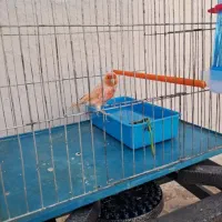 قناری نر پرتغالی|پرنده|بهار, |دیوار