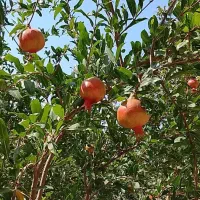نهال انارواندرفول