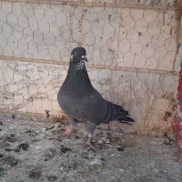 یه جفت تهرانی|پرنده|ابهر, |دیوار