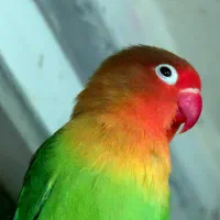 برزیلی رام و باهوش
