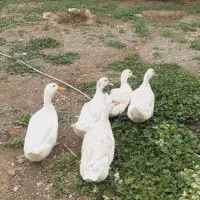 اردک محلی‌ ترتمیز