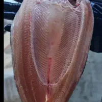 ماهی قزل الا ویژه.صید و پاک در حضور مشتری