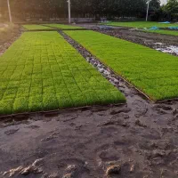 توم هاشمی اصلاح شده
