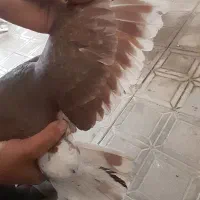 کبوتر|پرنده|سبزوار, قصبه غربی|دیوار