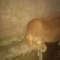 گاو به همراه گوساله|حیوانات مزرعه|تبریز, |دیوار