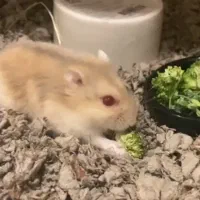 یدونه همستر کوچولو|موش و خرگوش|محمدشهر, ولدآباد|دیوار