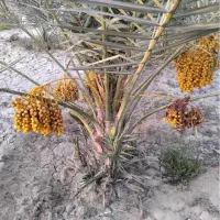 فروش خانه باغ زیرانگ