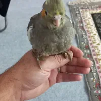 عروس هلندی|پرنده|خان ببین, |دیوار