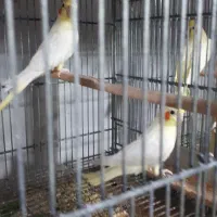 ۸جفت عروس لوتینو با تخم و۷ تاجوجه|پرنده|علیآباد کتول, |دیوار