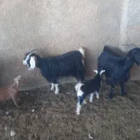 123456789|حیوانات مزرعه|شیراز, داریون|دیوار