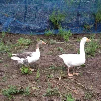 دو عدد غاز نرو ماده مولد|حیوانات مزرعه|رشت, لاکان|دیوار