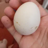 هفت تا مرغ دوتا خروس یکی بالغ اون یکی جوجه چهاماهه