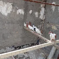 حدود25تایاهوی خوشرنگ