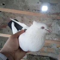 گمشده