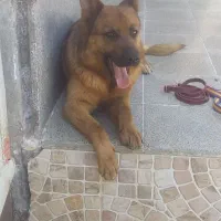 سگ ژرمن ماده|سگ|مشهد, هفت تیر (آب و برق)|دیوار