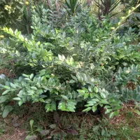 یاس هلندی