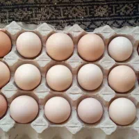 تخم مرغ رسمی نطف دار ودرشت