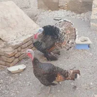 بوقلمون نرو ماده جوان|حیوانات مزرعه|رودان, |دیوار