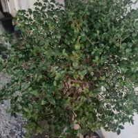 درخت مورد سه شاخه|گل و گیاه طبیعی|لاهیجان, لیالستان|دیوار