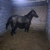 فروش چند راس اسب مدرک دار