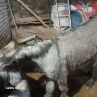 الاغ ۲ ساله سوپا