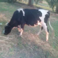 گاو فروشی|حیوانات مزرعه|دلگان, |دیوار