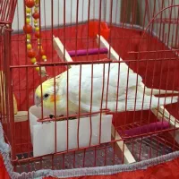 عروس هلندی