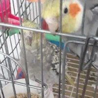 یک جفت عروس هلندی مولد