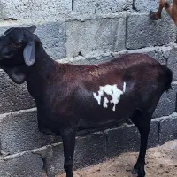میش صومال ودنبه دار باقوچ