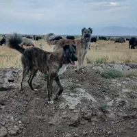 یک جفت سگ گله