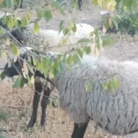 گوسفند نژادشال