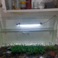 چانا آسیا با آکواریومش|ماهی|تهران, تهرانپارس شرقی|دیوار