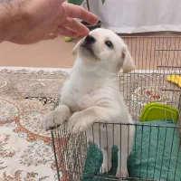 سگ واگذاری|سگ|قم, باغ شریفی|دیوار